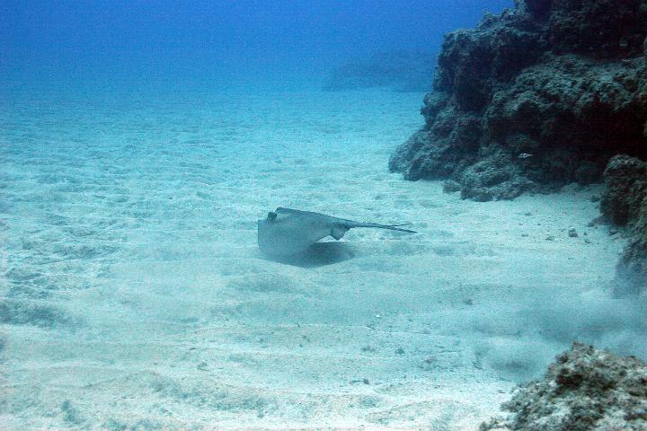 MergulhoIlheuSLou 002.jpg